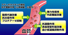 EPA作用 画像1