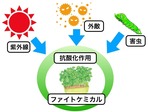 ファイトケミカル 画像3