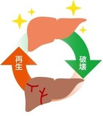 Inked肝臓の再生 画像1_LI