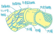 動脈の構造 画像1