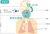 咳、くしゃみ 画像1