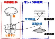 運動神経 画像1