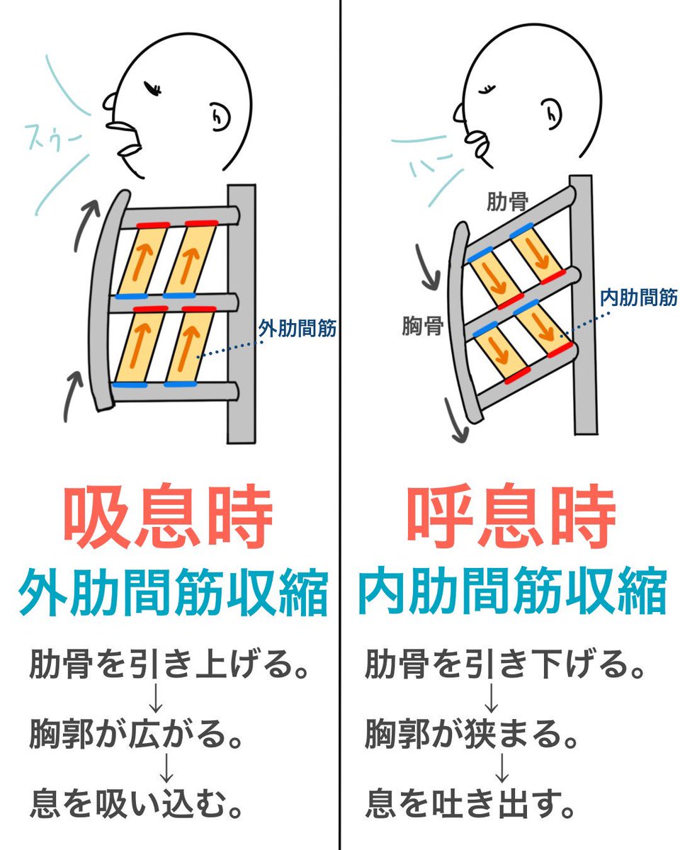呼吸は筋肉が 治療と運動 Attivo アッティーボ 大阪