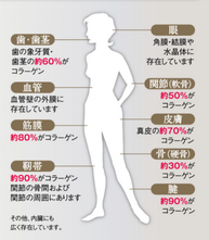 身体のコラーゲン部分 画像1
