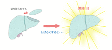 肝臓の再生 画像1