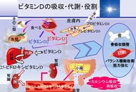 ビタミンDの吸収 画像1