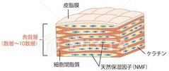 角質層 画像1