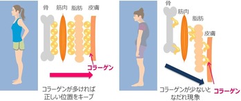 コラーゲン摂取の身体変化 画像1