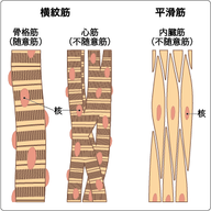 筋肉の分類 画像1