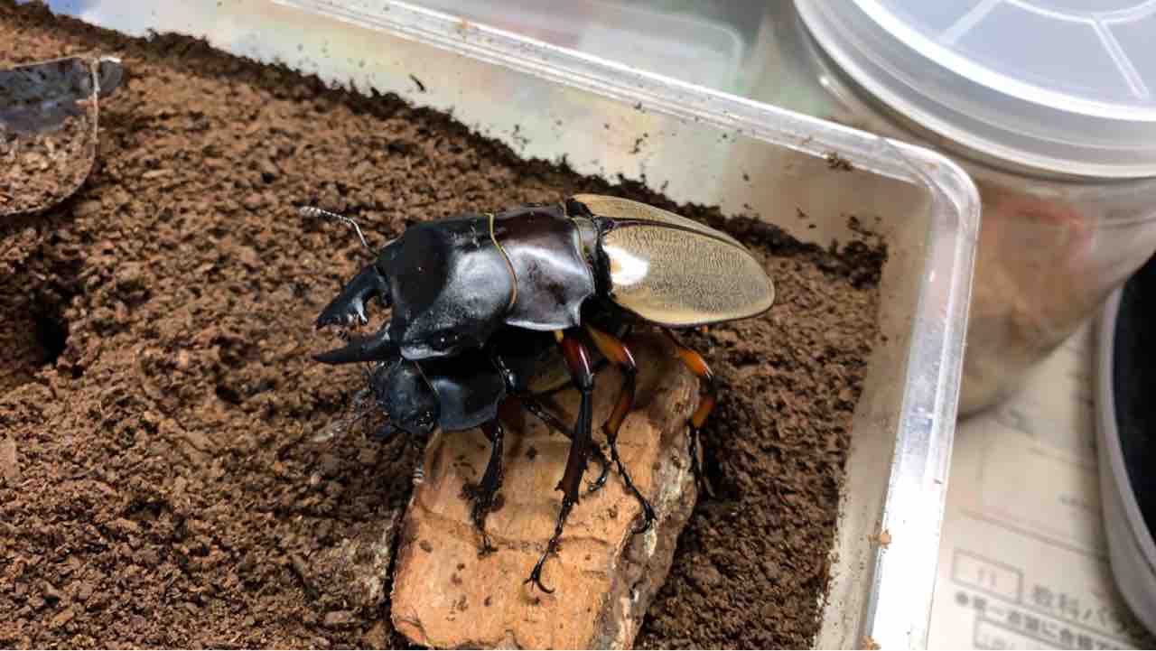 クセが強いやつ 当社比 Rigeru S Breeding Diary