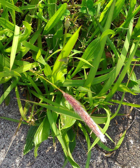 P_20170517_074059   �İ��������äݤߤ���