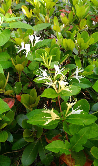 P_20170517_073254���������򤤲֤Ϥʡ����ˡ�