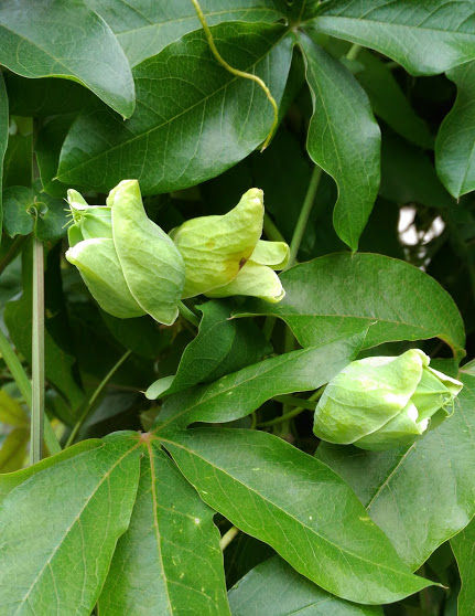 ������Ĥܤ�