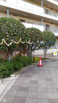 3���¤���ĥ꡼