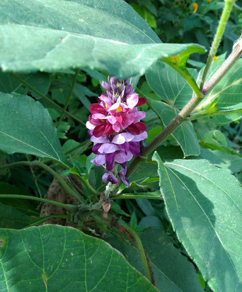 ̾�����Τ�ʤ��ԥ󥯤β�