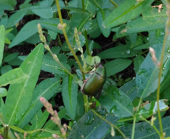 �ݸ���ʥ֥�