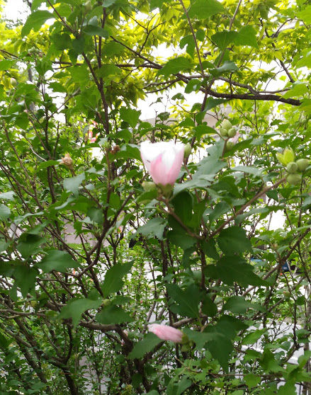 �Х�ˤ���Ƥ��뤱��ɥԥ󥯤β�