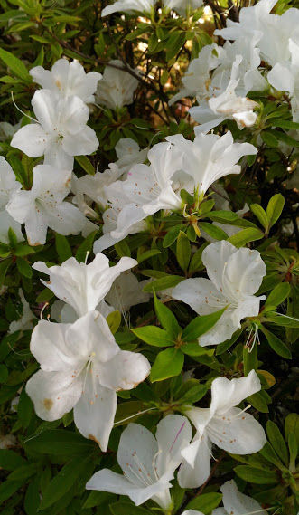 P_20170517_072635�����򿧤ĤĤ�