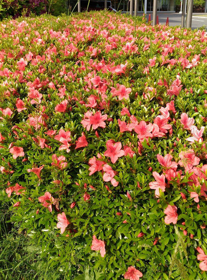 P_20170517_074134  �ԥ󥯿��ĤĤ�