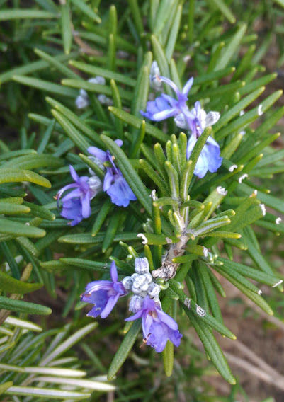 �������ޥ꡼