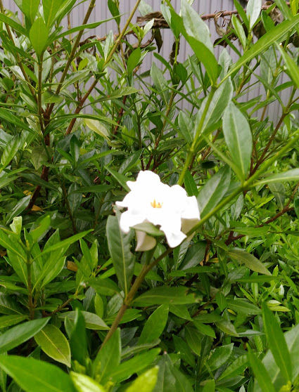 �����ʥ����ʡ�