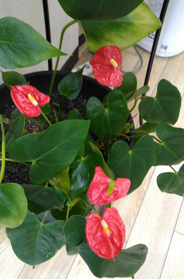 ���ʰ���Թ缼�Ǻ餯��