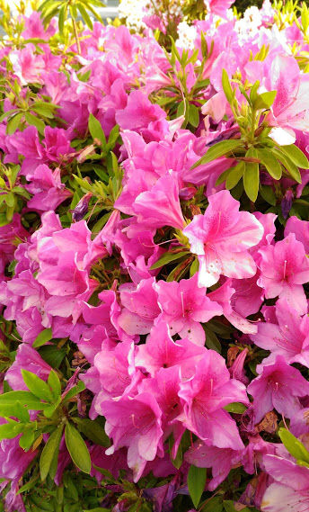 P_20170517_073818���������˺餯�ĤĤ�