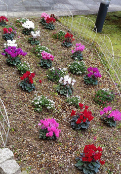 ��������Ȫ