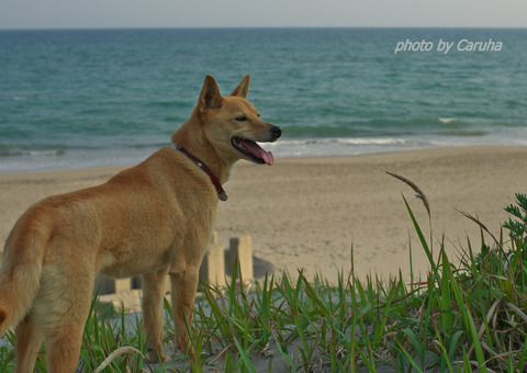 愛犬とともに