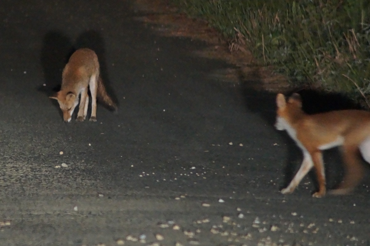 狐 写真集団 渥美の風