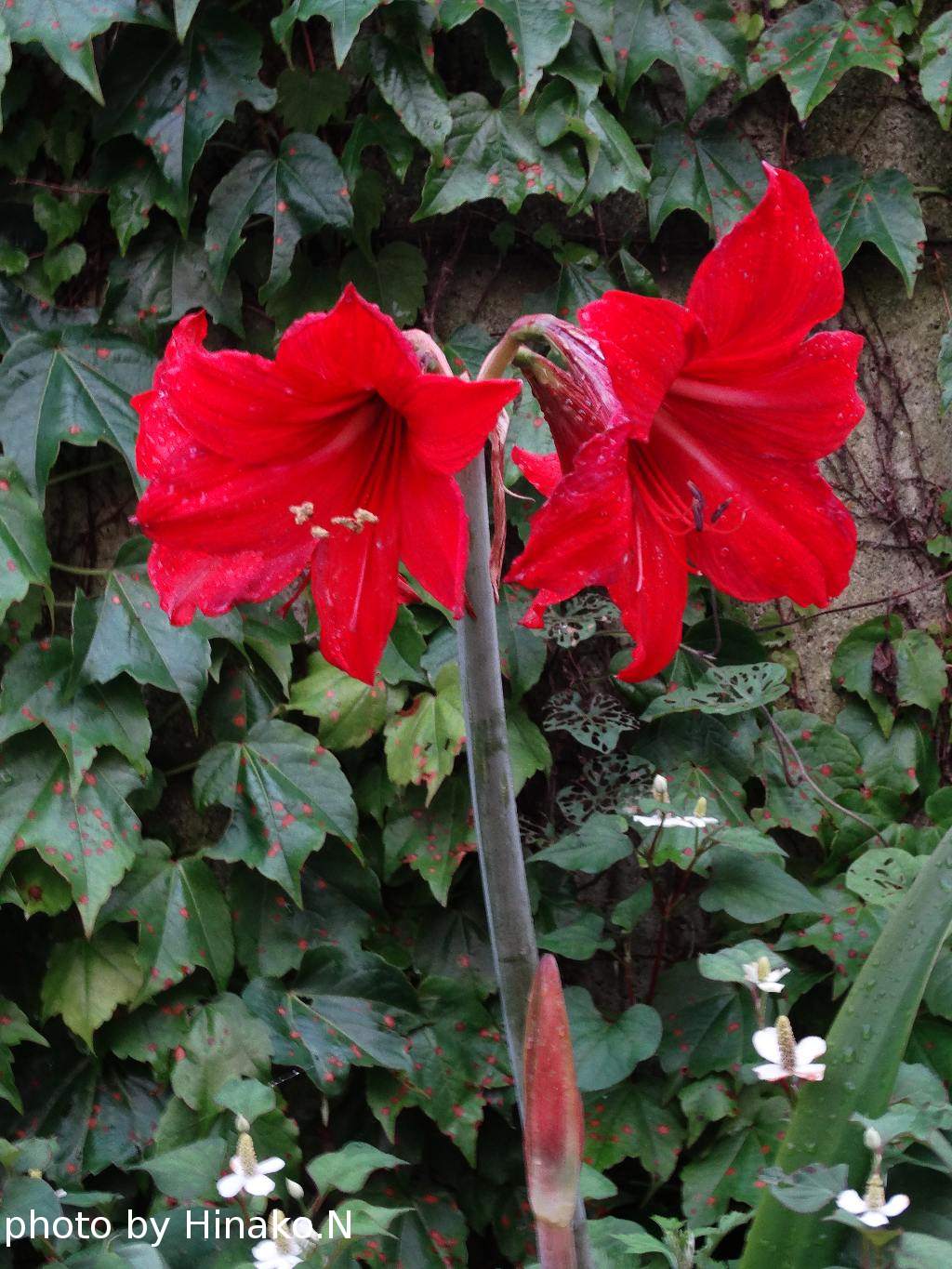 アマリリス咲く 写真集団 渥美の風