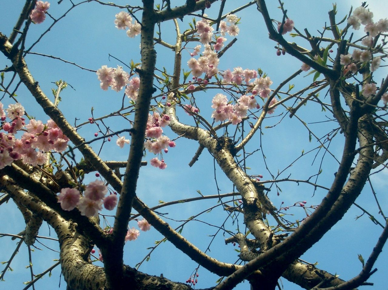 シャクナゲの花 の挿し木 Atusisugoiのblog