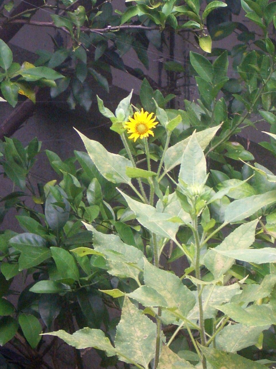 菊芋 きくいも の花 Atusisugoiのblog