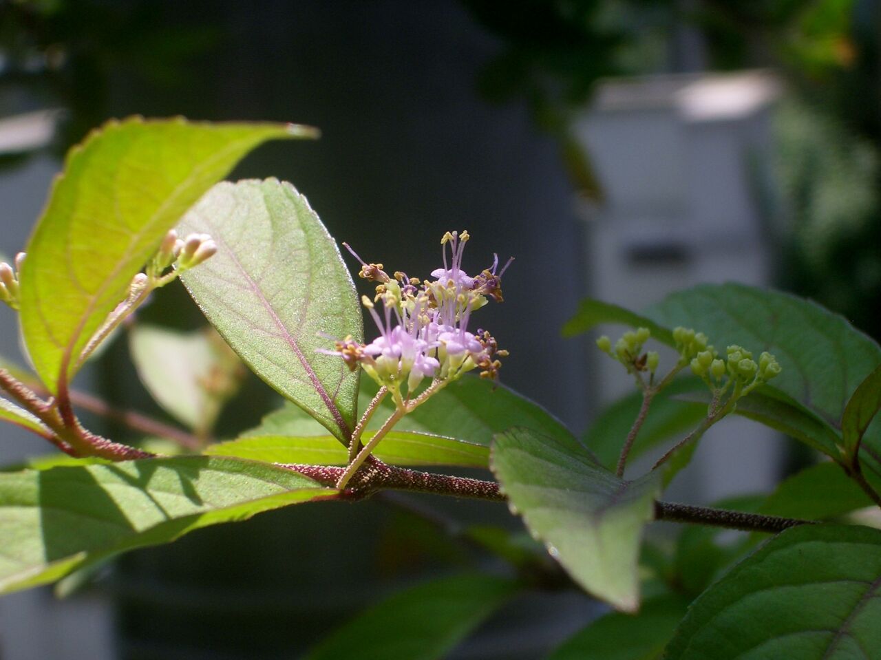 紫式部の花 Atusisugoiのblog 紫式部の花 Atusisugoiのblog