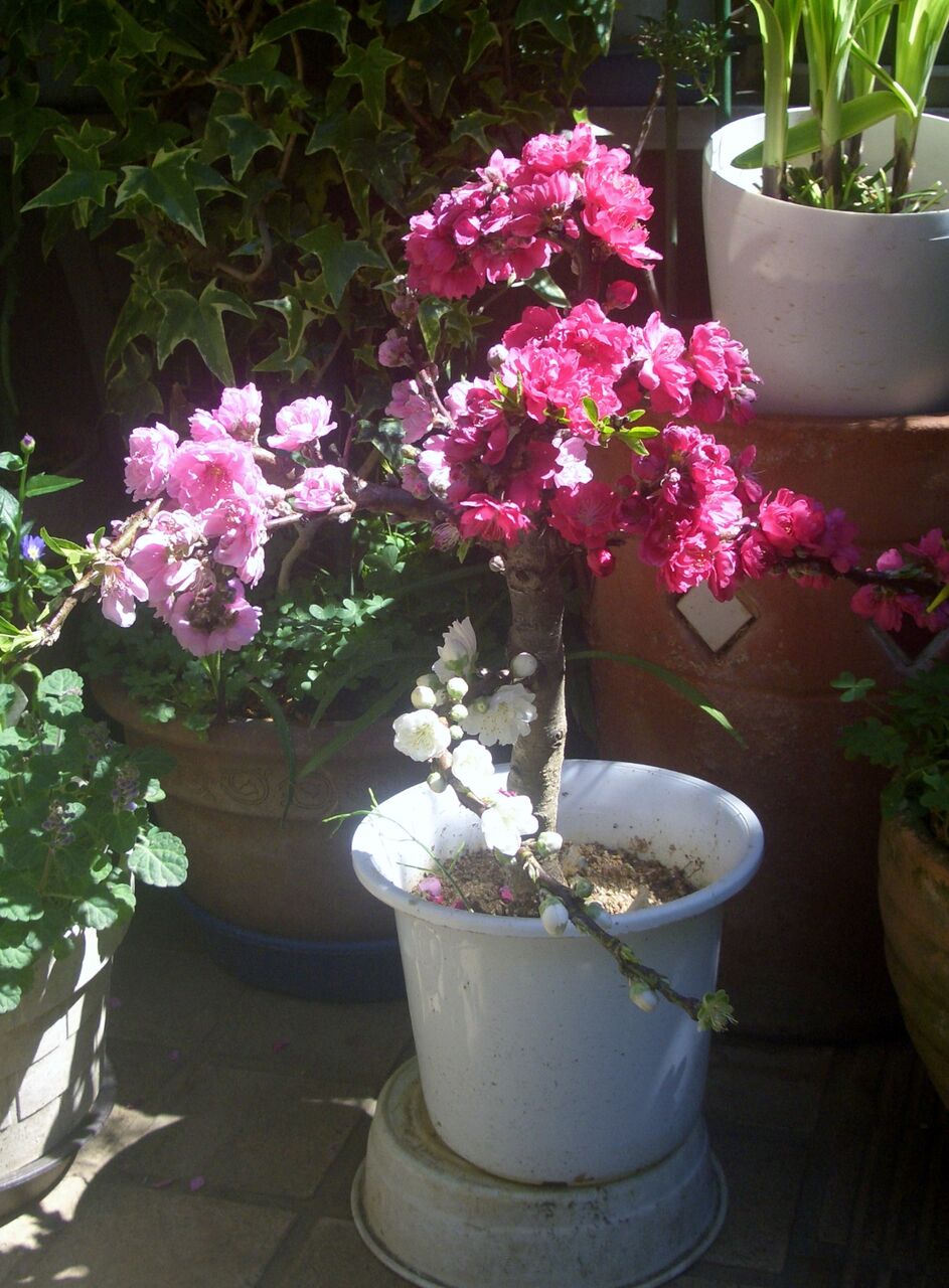 花桃の鉢植え Atusisugoiのblog 花桃の鉢植え Atusisugoiのblog