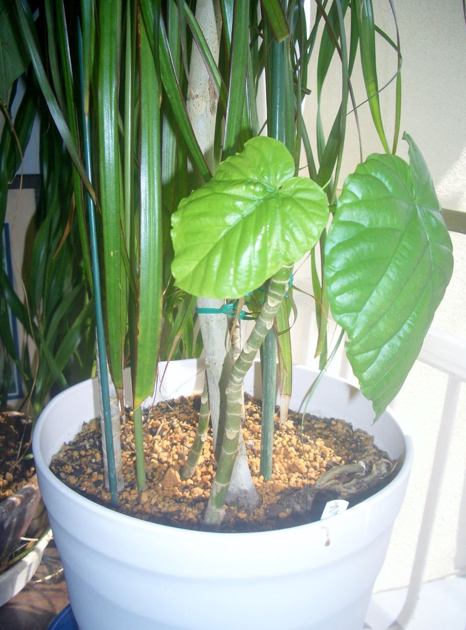 ウンベラータ を挿し木してみました Atusisugoiのblog