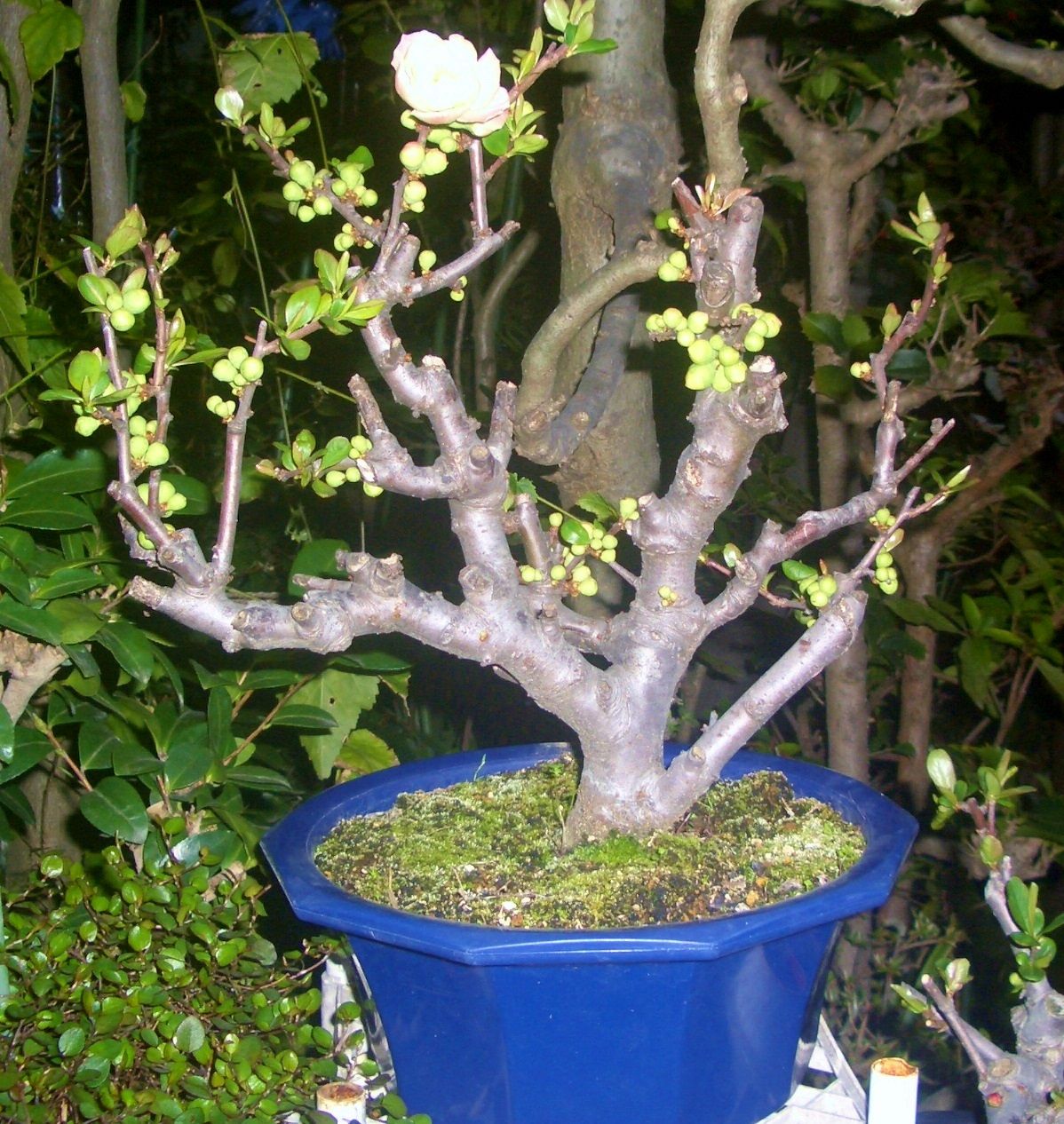 木瓜 ボケ の盆栽 ２ Atusisugoiのblog