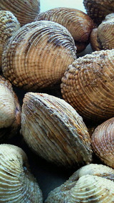 10457aac.jpg