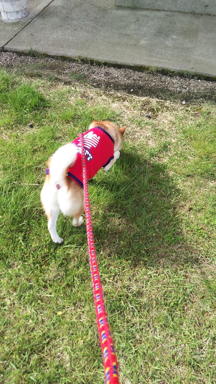 犬連れ車中泊 天橋立編 1 キャンプとtdr 犬連れ車中泊 天橋立編 1 キャンプとtdr