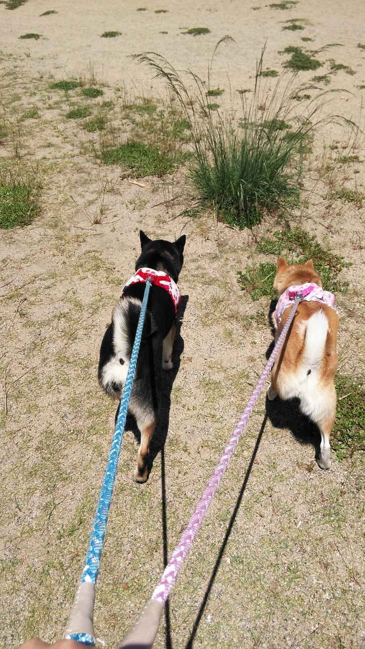 わんこ と 車 中泊 飼い主 Article わんこ と 車 中泊 飼い主 Article