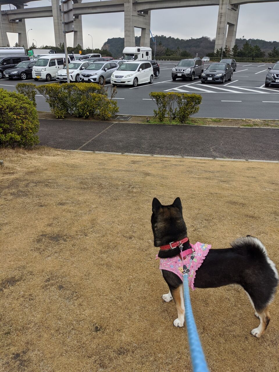 犬連れ車中泊 高知 1 キャンプとｔｄｒ