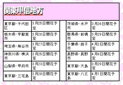 Cherry Blossoms 2009