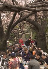 Aoyama Cherry-Blossom Party