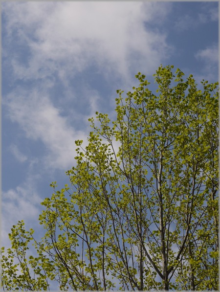 P1020844_harunosora_lum