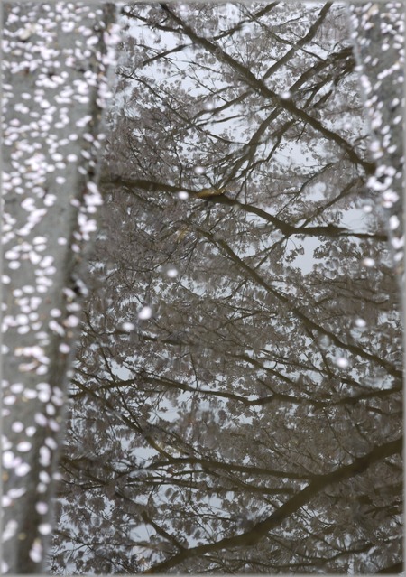 P1020784_hananoowari_lum