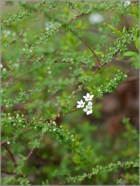 P1020632_yukiyanagi_lum