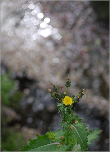 P1020892_mizubenohana_lum