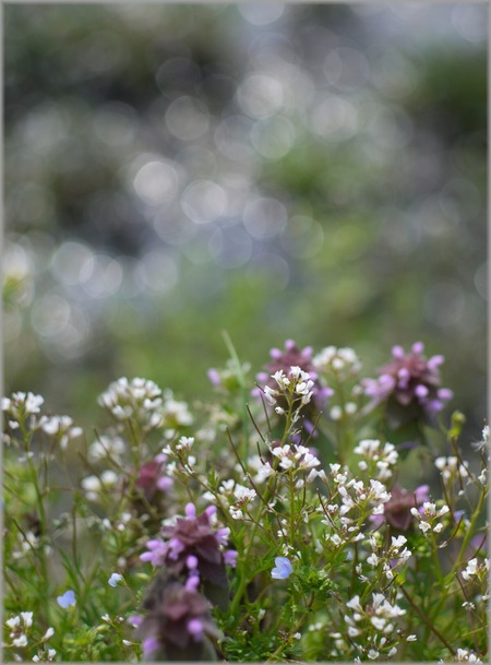 P1020661_mizubenohana5_lum