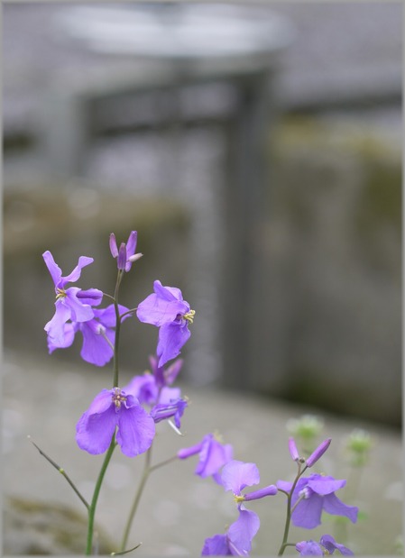 P1020806_mizubanohana_lum