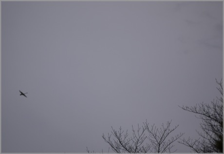 P1020447_hakuchou_lum